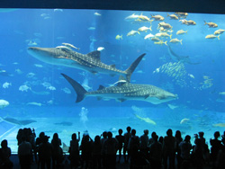 美ら海水族館口コミ感想体験談